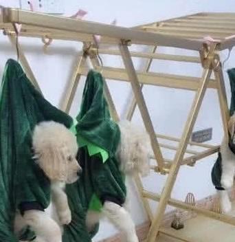 將小狗掛在曬衣架上,主人看它們表情后:右邊那只肯定是罪魁禍?zhǔn)? class=