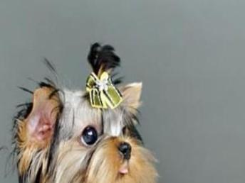 圖 特惠 優質約克夏簽健康協議送狗用品狗籠子 北京寵物狗